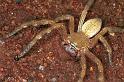 Neosparassus_salacius_F0738_Z_87_Marabee_Australie