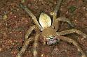 Neosparassus_salacius_F0739_Z_86_Marabee_Australie