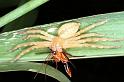 Neosparassus_salacius_RF0292_O_78_Giru_Australie
