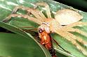 Neosparassus_salacius_RF0293_O_77_Giru_Australie
