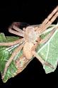 Neosparassus_salacius_RF0298_O_78_Giru_Australie