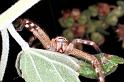 Neosparassus_salacius_RF0299_O_85_Giru_Australie