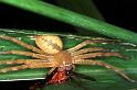 Neosparassus_salacius_RF0360_O_81_Giru_Australie