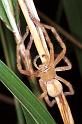 Neosparassus_salacius_RF0374_O_85_Giru_Australie