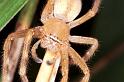 Neosparassus_salacius_RF0375_O_82_Giru_Australie