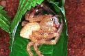 Neosparassus_salacius_RF0410_O_78_Marabee_Australie