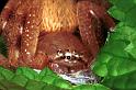Neosparassus_salacius_RF0411_O_79_Marabee_Australie