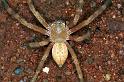 Neosparassus_salacius_RF0412_O_80_Marabee_Australie