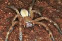 Neosparassus_salacius_RF0413_O_80_Marabee_Australie