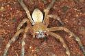 Neosparassus_salacius_RF0414_O_78_Marabee_Australie