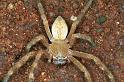 Neosparassus_salacius_RF0415_O_82_Marabee_Australie