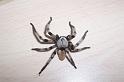 Olios_Neosparassus_ZZXYX_D3067_Z_84_-_India