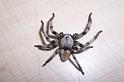 Olios_Neosparassus_ZZXYX_D3068_Z_84_-_India