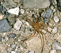 Olios_Neosparassus_argelasius_D2509_Z_79_Abruzzo_Italie