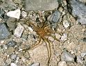 Olios_Neosparassus_argelasius_F1915_Z_90_Genoa_Italie