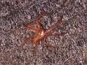 ZZ_ZZ147_P1531_Z_80_-_Australie