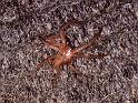 ZZ_ZZ147_P1532_D_82_-_Australie