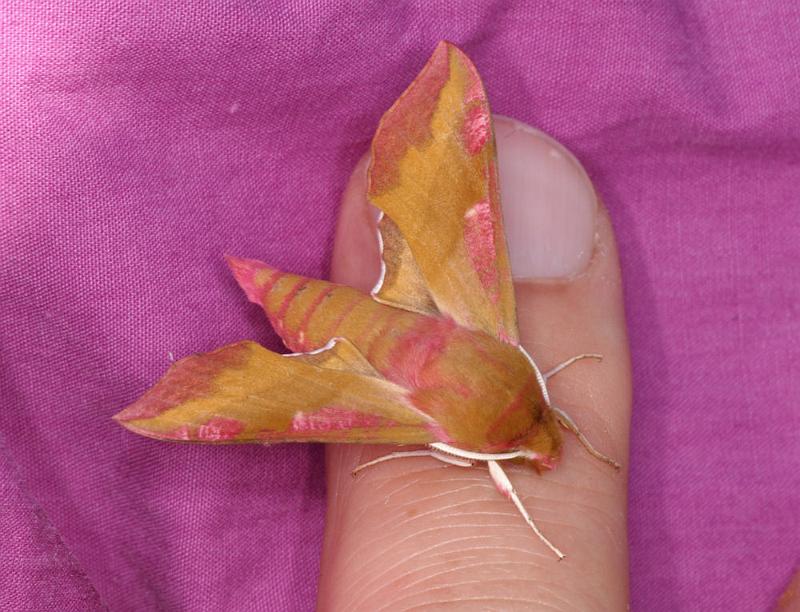 Deilephila_porcellus_D4390_Z_88_Oostvlieland_Nederland.jpg