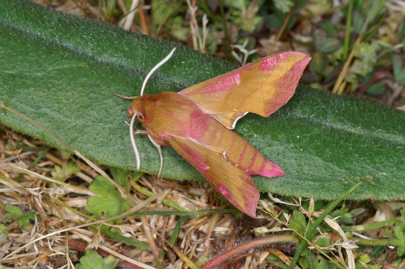 Deilephila_porcellus_D4391_Z_90_Oostvlieland_Nederland.jpg