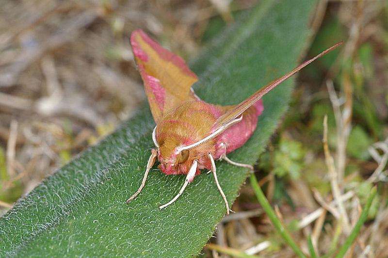 Deilephila_porcellus_D4392_Z_88_Oostvlieland_Nederland.jpg