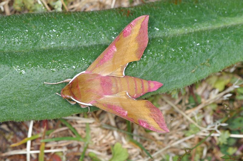 Deilephila_porcellus_D4393_Z_88_Oostvlieland_Nederland.jpg