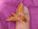 Deilephila_porcellus_D4390_Z_88_Oostvlieland_Nederland