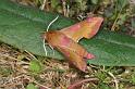Deilephila_porcellus_D4391_Z_90_Oostvlieland_Nederland