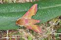 Deilephila_porcellus_D4393_Z_88_Oostvlieland_Nederland