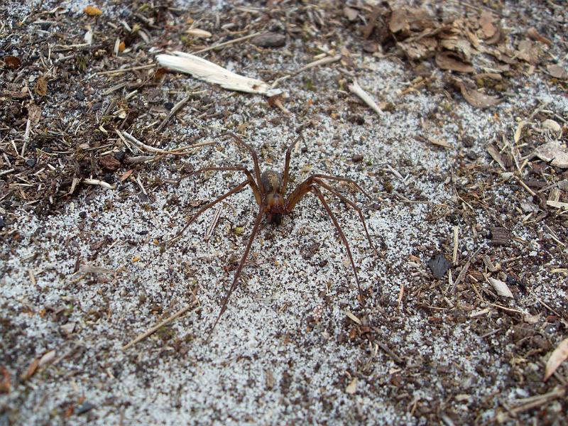 Baiami_tegenarioides_D5659_Z_88_Northcliffe_Australie.jpg