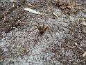 Baiami_tegenarioides_D5659_Z_88_Northcliffe_Australie