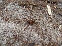 Baiami_tegenarioides_D5660_Z_88_Northcliffe_Australie