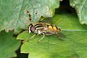 Helophilus_pendulus_D4497_Z_90_Badhoevedorp_Nederland