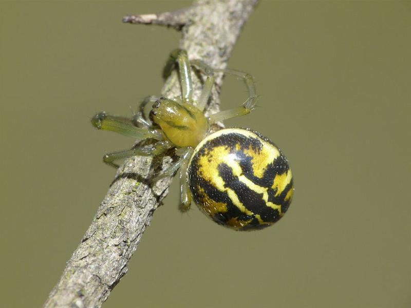 Deliochus_melanius_D6530_Z_88_Brisbane_Australie.jpg
