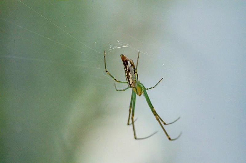 Leucage_decorata_D5422_Z_88_Yungaburra_Australie.jpg