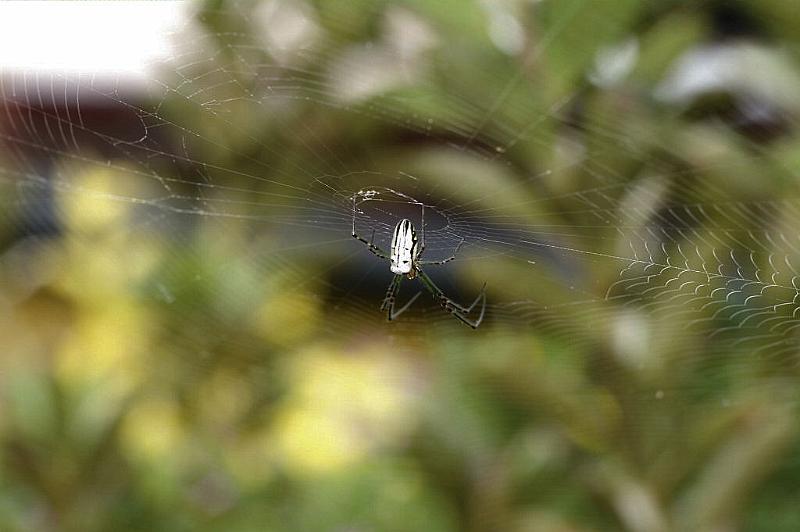 Leucage_granulata_D4160_Z_85_Nudgee_Australie.jpg