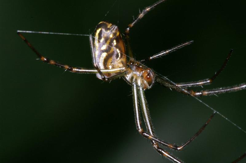 Leucage_granulata_D4174_Z_86_Nudgee_Australie.jpg