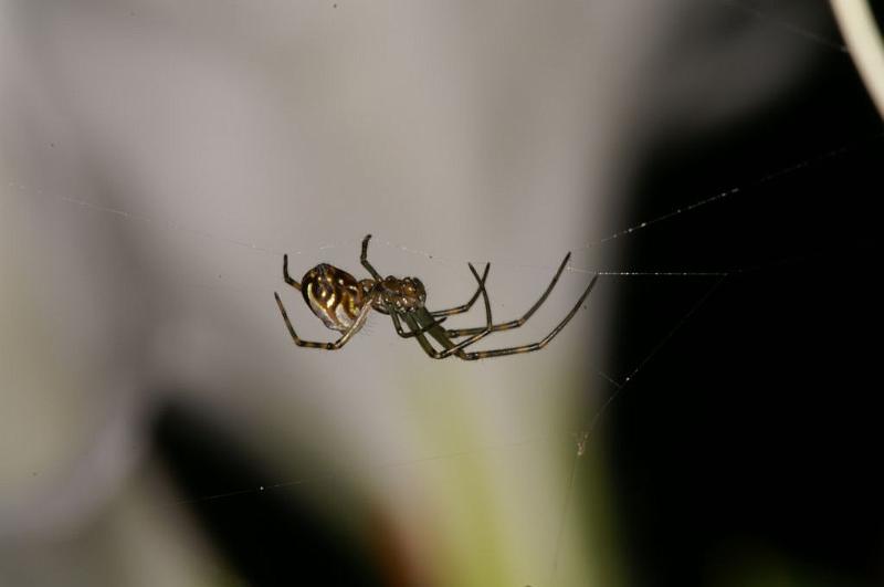 Leucage_granulata_D5432_Z_80_Yungaburra_Australie.jpg