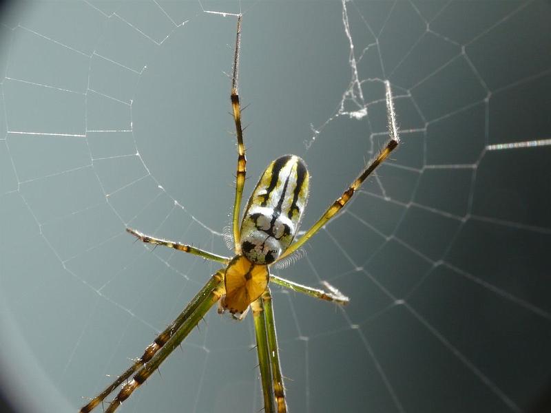 Leucage_granulata_D6586_Z_90_Brisbane_Australie.jpg
