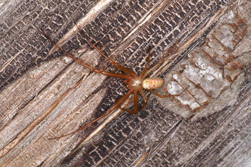 Metellina_mengei_D4597_Z_91_Waterleidingduinen_Nederland.jpg