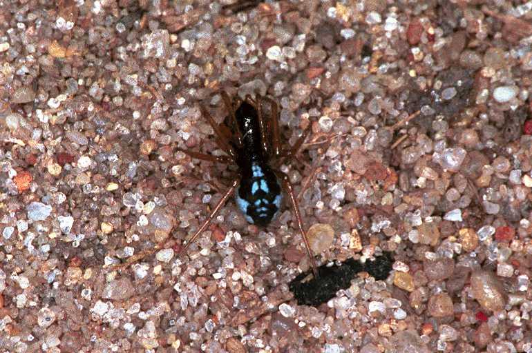 Pachygnatha_degeeri_F0914_Z_80_Ede_Nederland.jpg