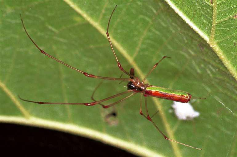 Tetragnatha_ZZ071_F0706_Z_87_Giru_Australie.jpg