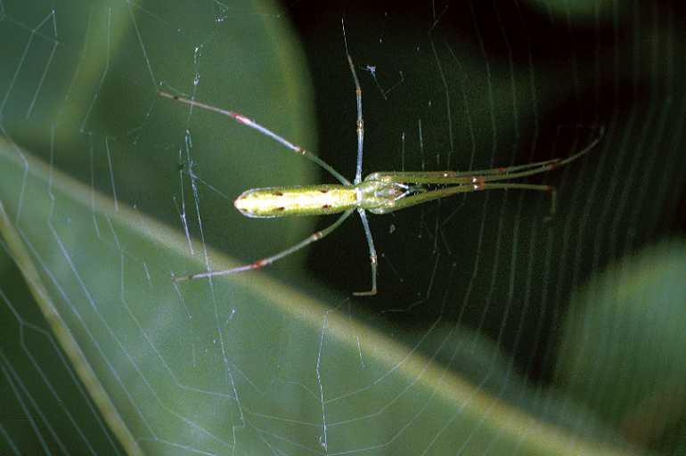 Tetragnatha_ZZ200_F0659_Z_75_Giru_Australie.jpg