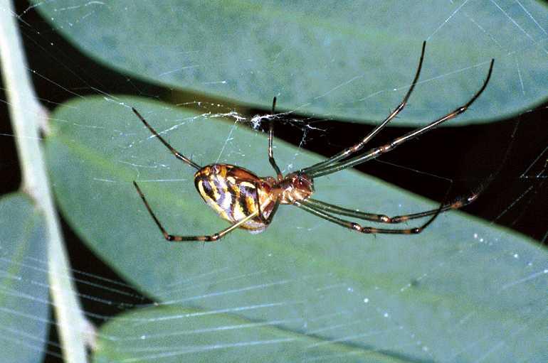 Tetragnatha_ZZ201_F0640_Z_90_Collinsville_Australie.jpg