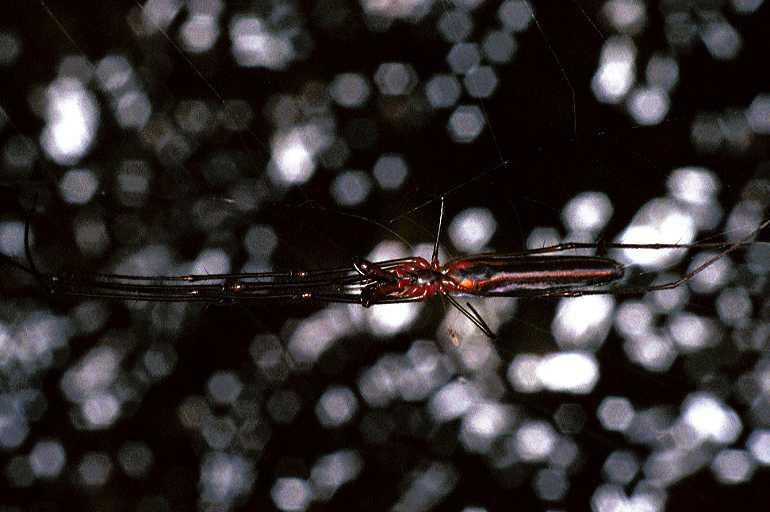 Tetragnatha_ZZ207_F0670_Z_75_Giru_Australie.jpg