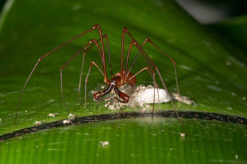Tetragnatha_ZZ282_D2700_Z_84_-_Australie.jpg