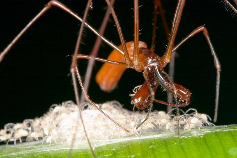 Tetragnatha_ZZ282_D2701_Z_88_-_Australie.jpg