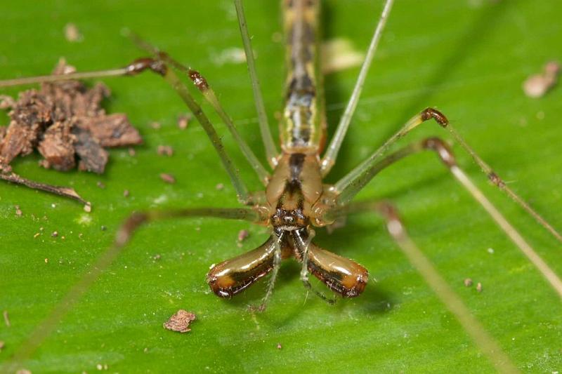 Tetragnatha_ZZ283_D2703_Z_81_-_Australie.jpg