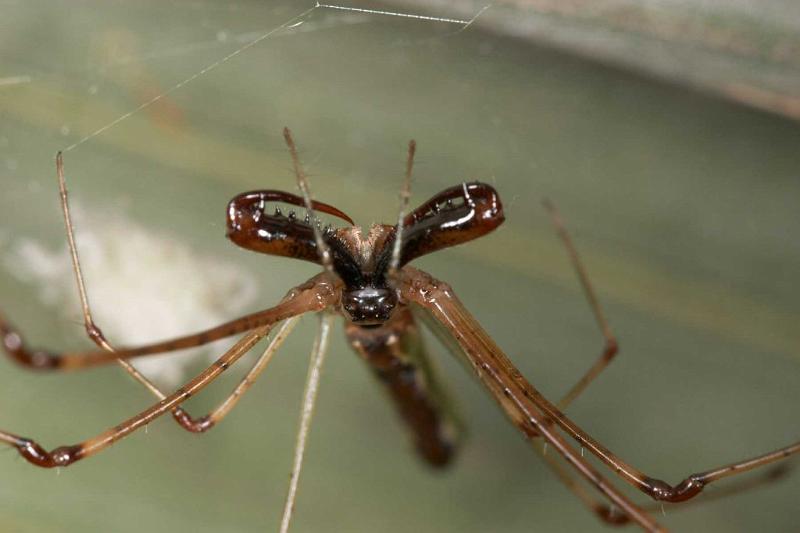 Tetragnatha_ZZ283_D2704_Z_81_-_Australie.jpg
