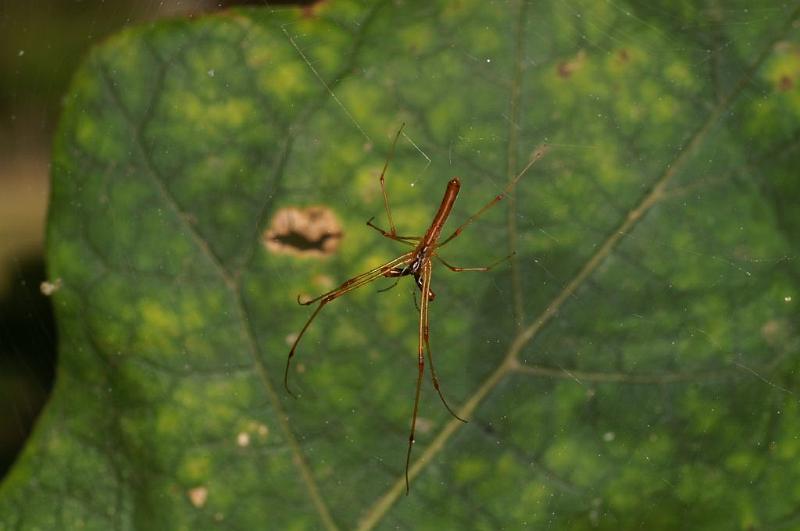 Tetragnatha_ZZ394_D5483_Z_90_Giru_Australie.jpg