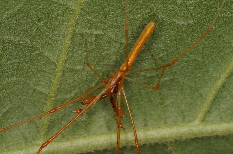 Tetragnatha_ZZ394_D5487_Z_90_Giru_Australie.jpg